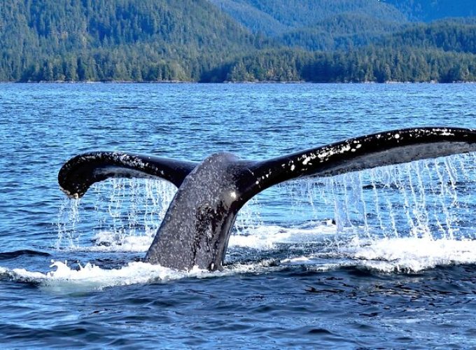 Amazing Whale Watching and Marine Wildlife Shore Excursion