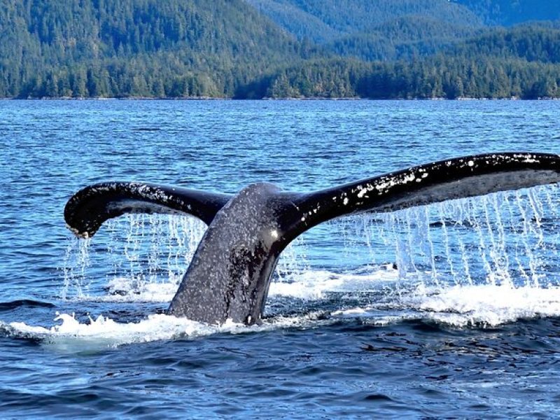 Amazing Whale Watching and Marine Wildlife Shore Excursion