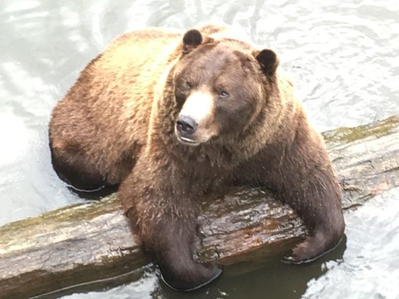 Simply Amazing Sitka Tour: Fortress of the Bear, Alaska Raptor, & Totems