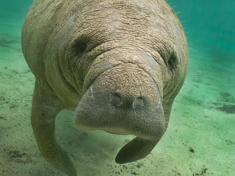 Manatee Sightseeing and Wildlife Boat Tour