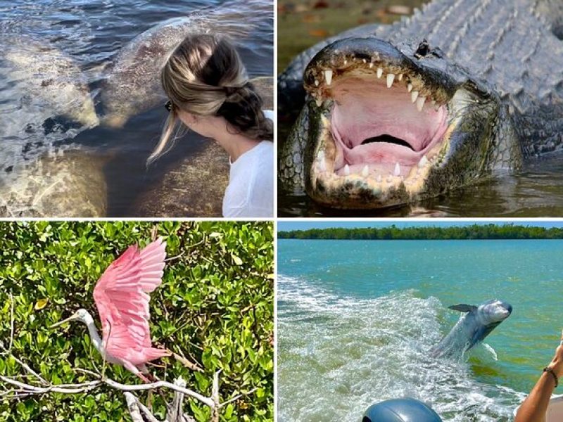 Manatee, Dolphin, and 10,000 Islands Eco Beach Tour by Boat