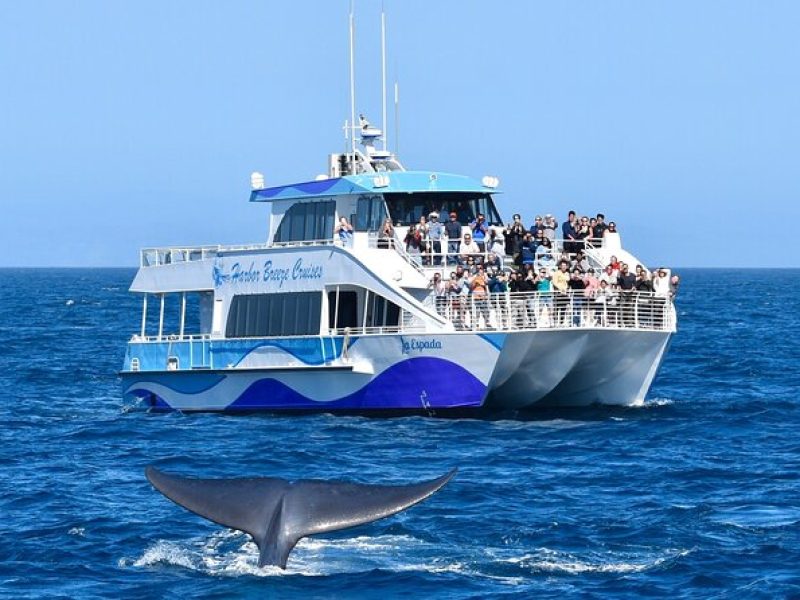 Guided Whale Watching Tour from Long Beach