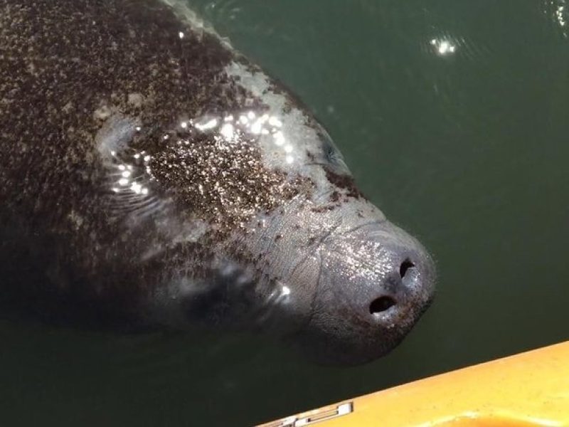 Manatee and Dolphin Kayaking Encounter