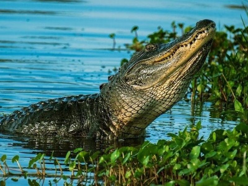 Private Everglades Tour: Explore the Beauty of the Everglades