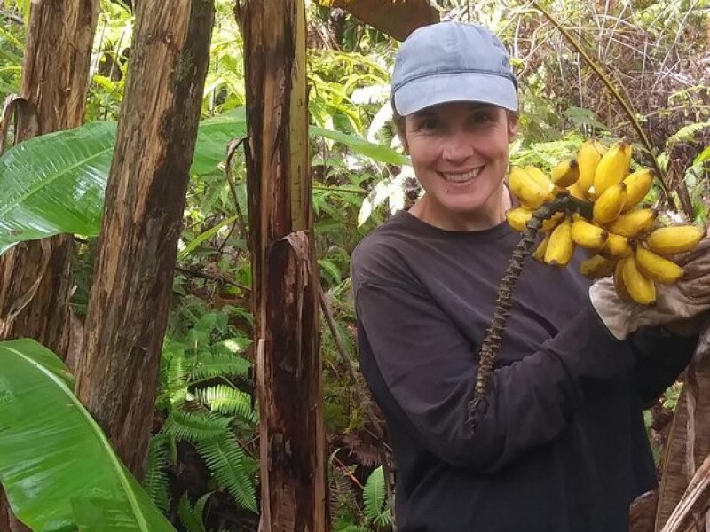 Hawaiian Rainforest Banana Cultivation Experience