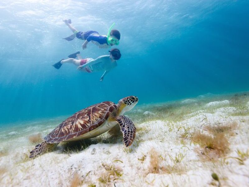 Waikiki Green Sea Turtle Snorkeling Tour – Boat Excursion