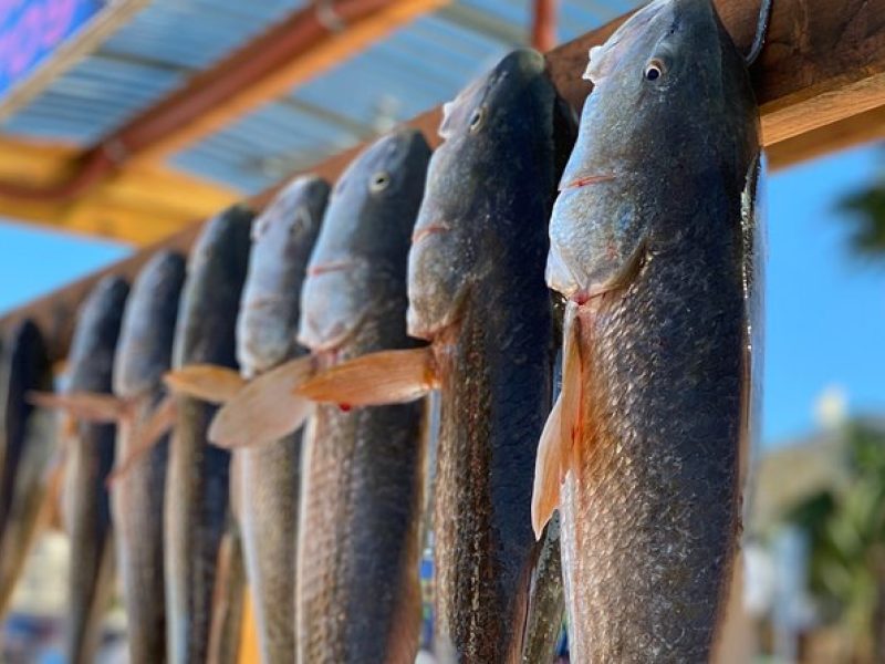 Private Bay Fishing South Padre Island