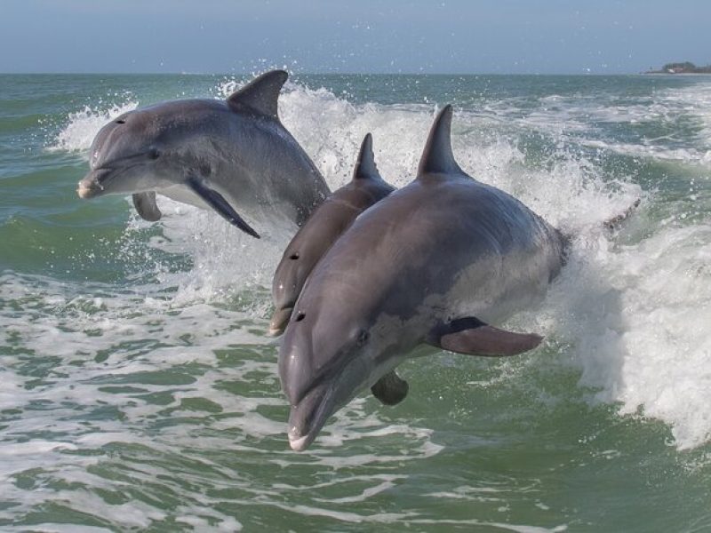 Private Historical Wildlife and Dolphin Cruise South Padre Island