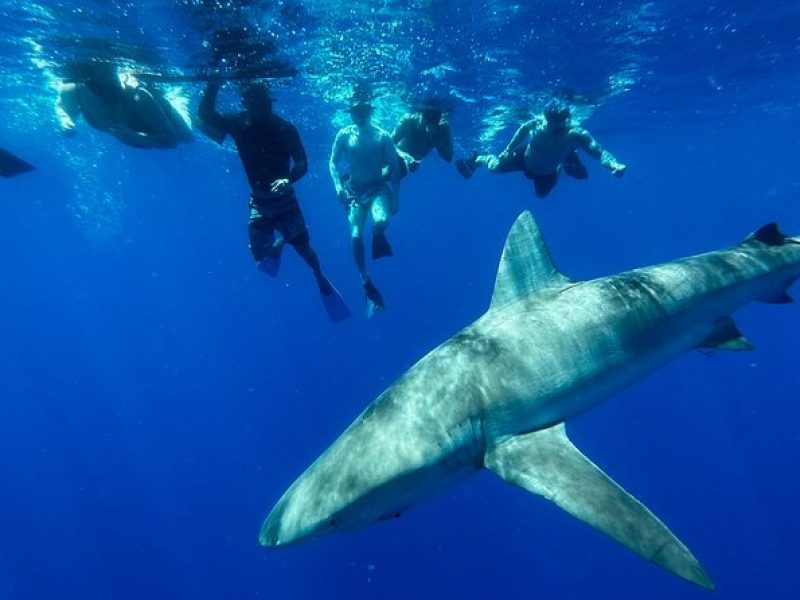 Swim with Sharks (cage-free)