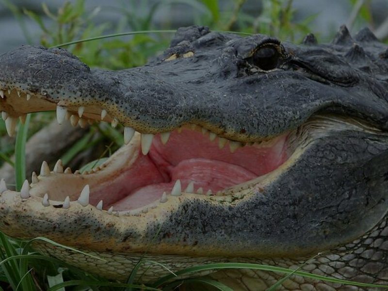Airboat Rides Florida Everglades Captain Wayne