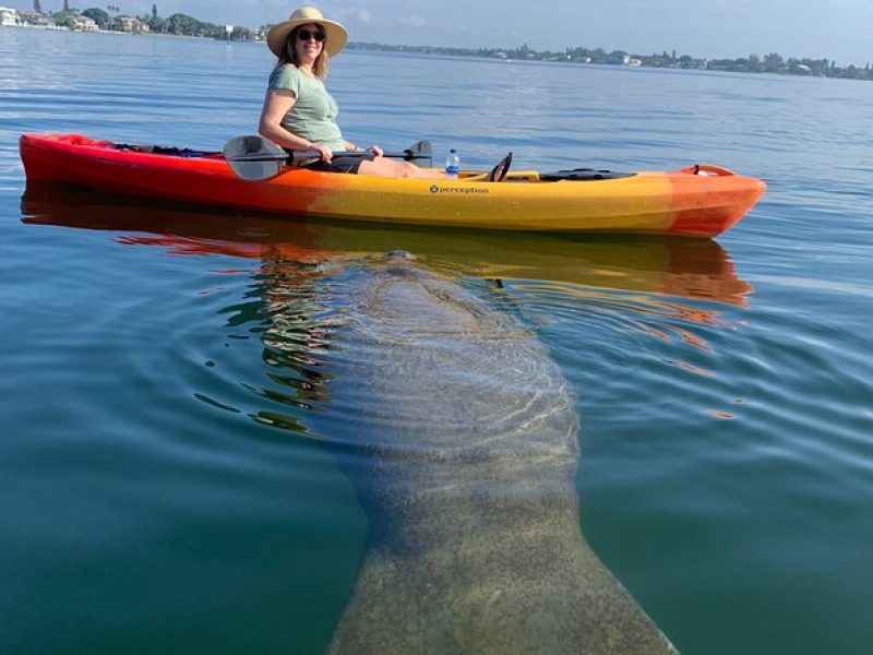 Sarasota Mangrove Tunnel Guided Kayak Adventure