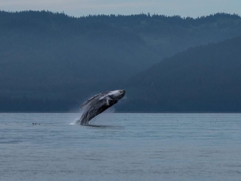 Hoonah Whale Tours