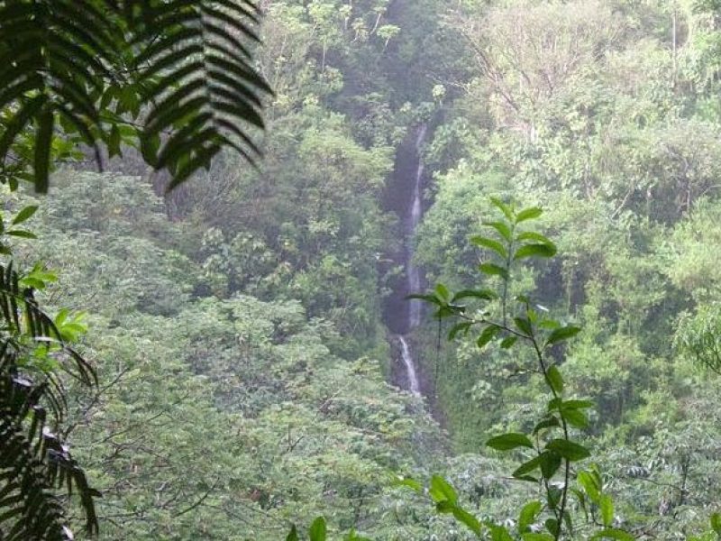 Rainforest Waterfall Trail and Shuttle Service