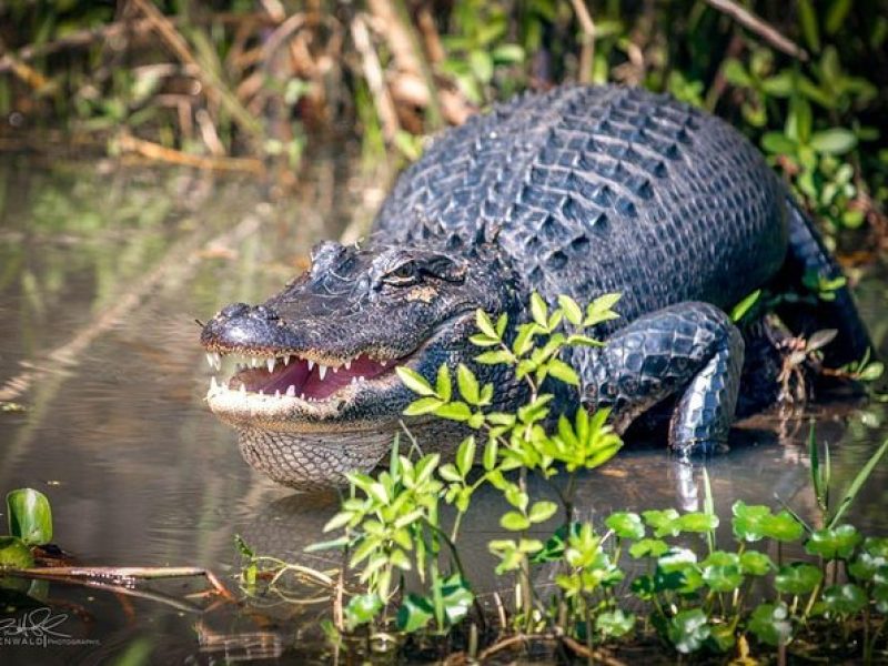 New Orleans Self-Transport Swamp and Bayou Boat Tour