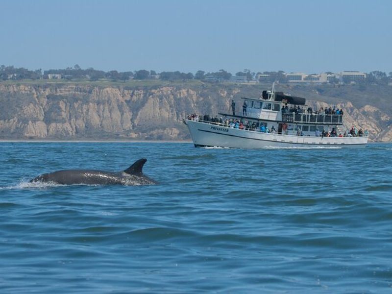 San Diego Whale Watching Tour