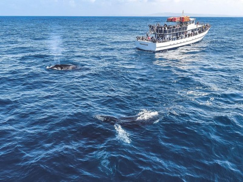 Dolphin & Whale Watching Sunset Cruise