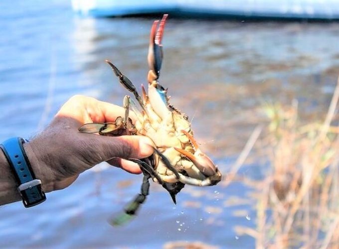 Hilton Head Crabbing Expedition Boat Cruise