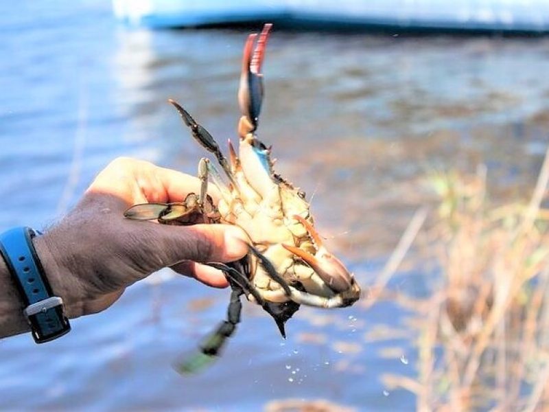 Hilton Head Crabbing Expedition Boat Cruise