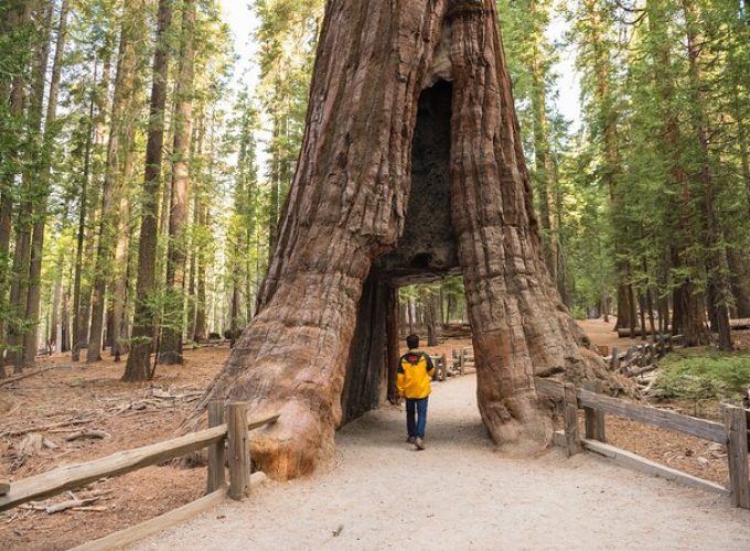 Private Giant Sequoia Grove Hike