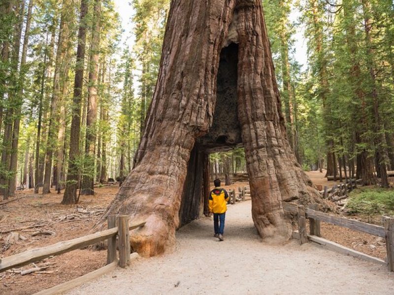 Private Giant Sequoia Grove Hike