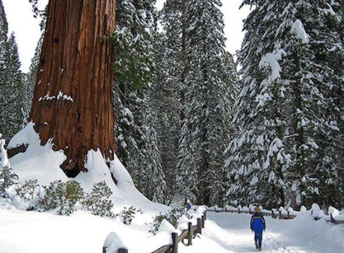 Private Giant Sequoia Grove Hike or Snowshoe