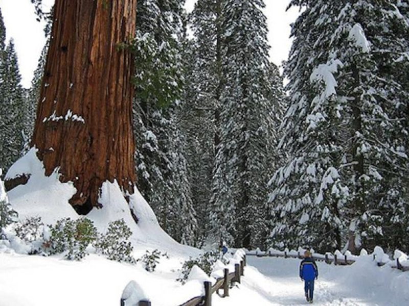 Private Giant Sequoia Grove Hike or Snowshoe