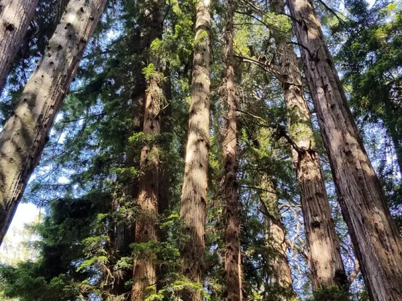 Muir Woods Sausalito Entry & Ferry to Fishermans Wharf included