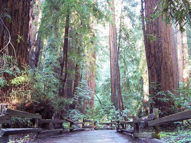 From San Francisco: Muir Woods Tour of Coastal Redwoods