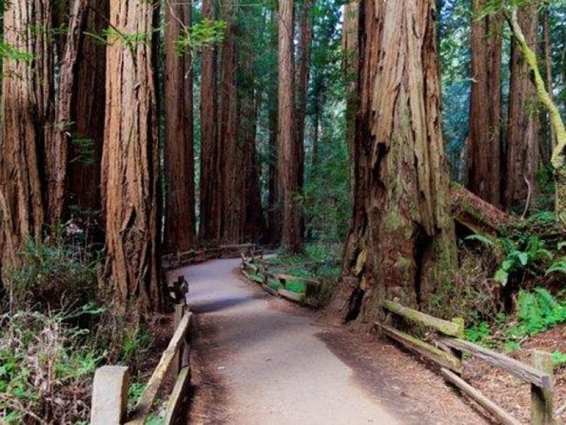 San Francisco Excursion: Coastal Redwoods & Hop-On Hop-Off Tour