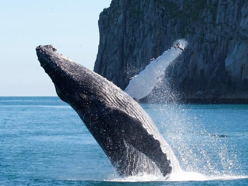 Kenai Fjords National Park Glacier & Wildlife Cruise