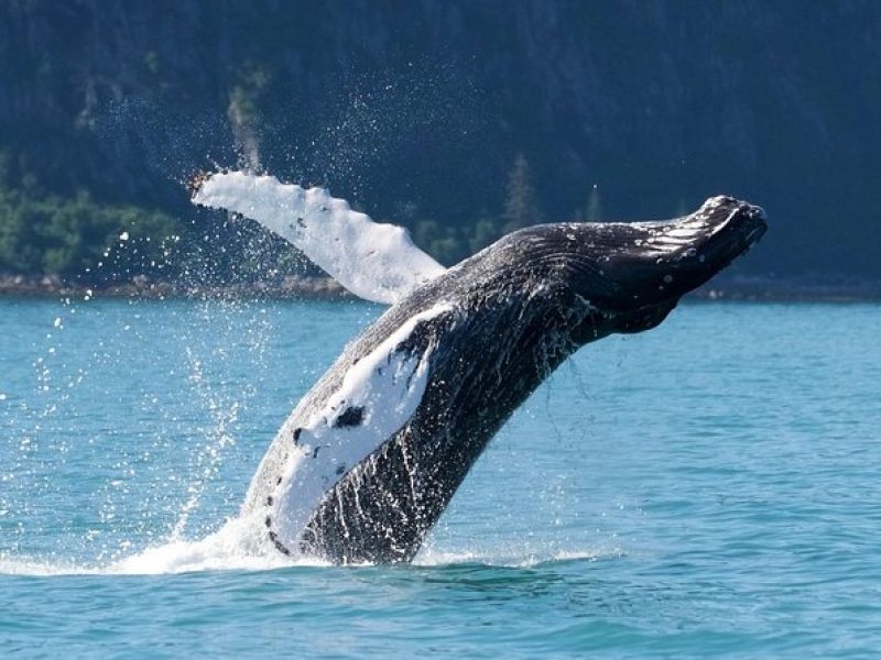 Kenai Fjords and Resurrection Bay Half-Day Wildlife Cruise