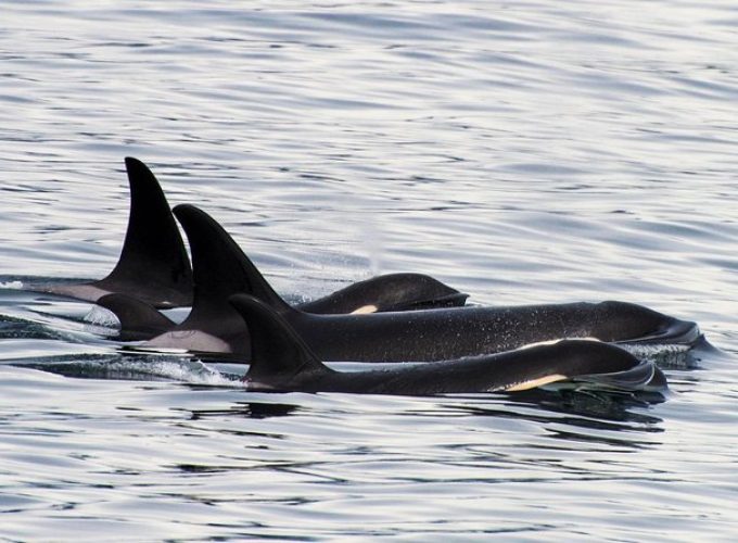 Orca Quest Cruise