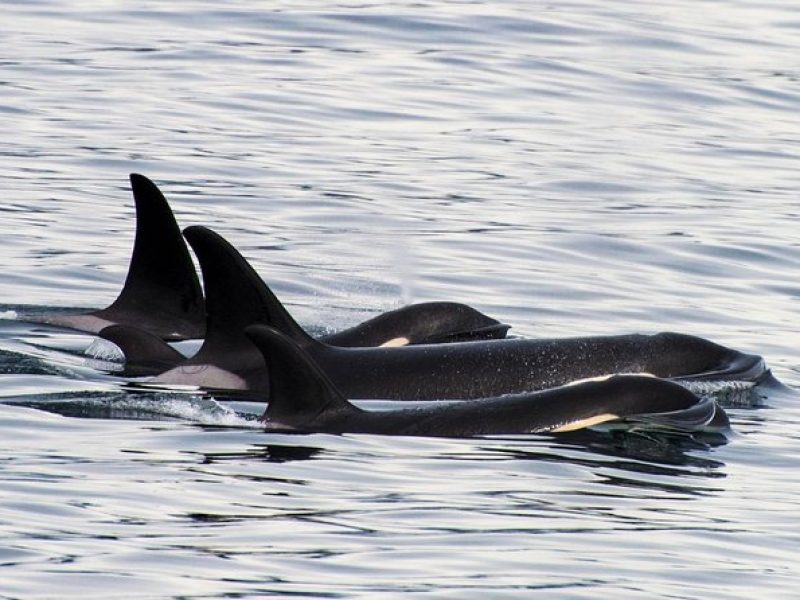 Orca Quest Cruise