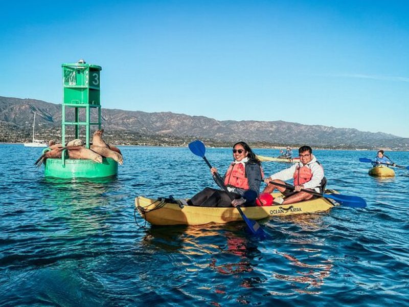 Guided Kayak Wildlife Tour in the Santa Barbara Harbor