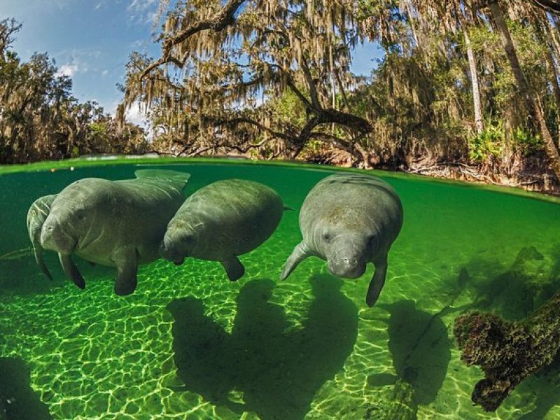 Exclusive Small Group VIP Heated Manatee Snorkel Tour