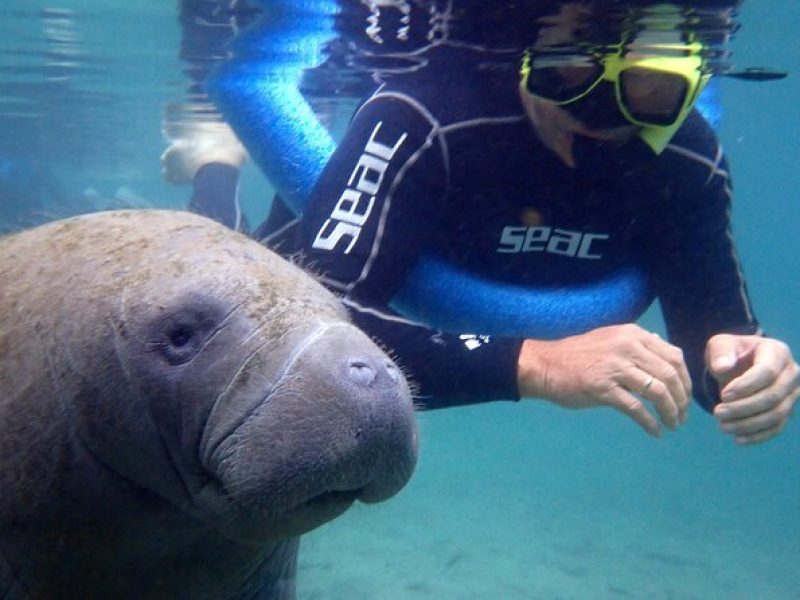 The 'OG' Manatee Snorkel Tour with In-Water Guide/Photographer