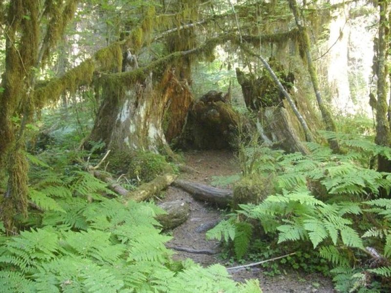 Olympic Peninsula and Forest Tour