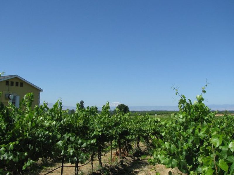 Wine Tasting, Vineyards in Eastern WA from Seattle