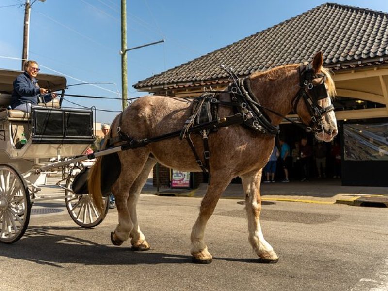 Private Historic Horse and Carriage Tour of Charleston