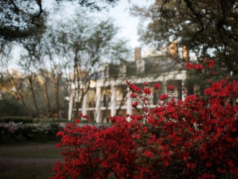 Explore Oak Alley Plantation Guided Tour with Transportation