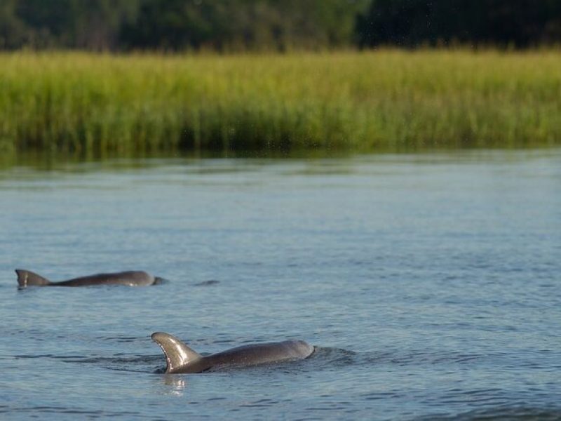 Outside Dolphin Eco Tour in Hilton Head