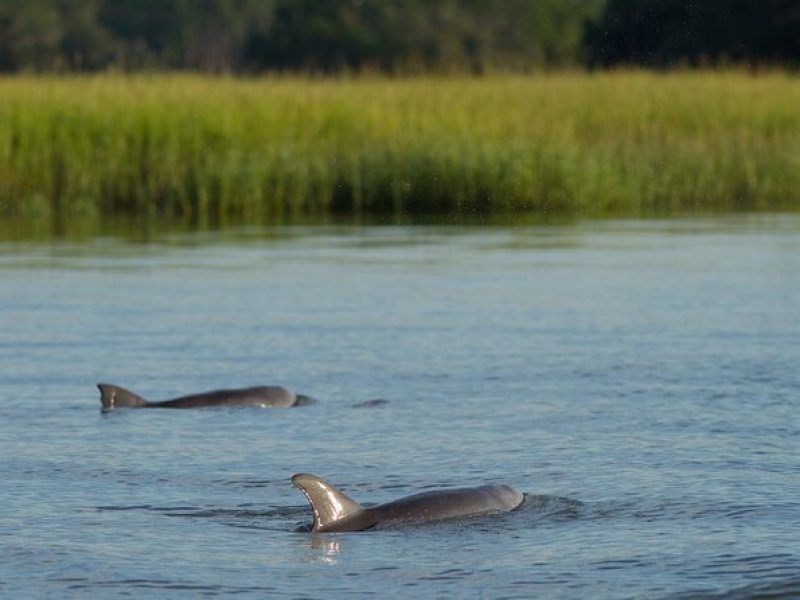 90 minute Hilton Head Sunset Dolphin Cruise