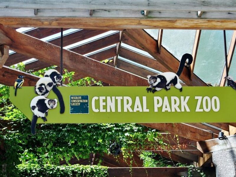 Visit Central Park Zoo & 3h Manhattan Walking Tour