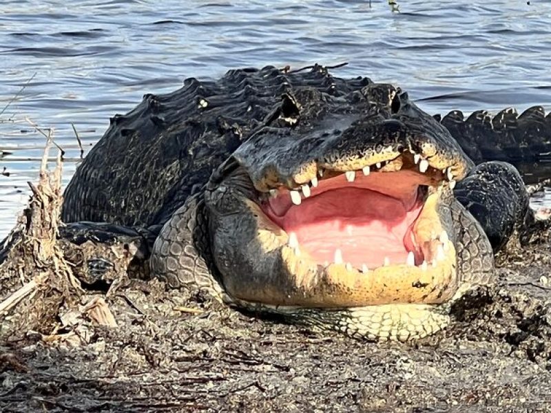 Private Guided Airboat Tour in Everglades, Fort Lauderdale