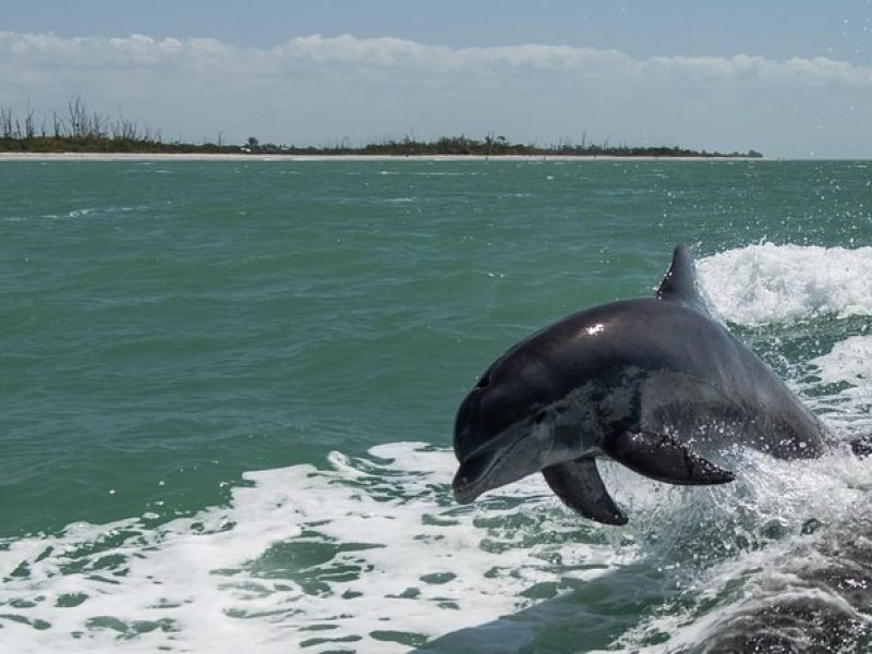 PRIVATE Eco Boat Trip out of Naples Bay, FL , island stop incl.