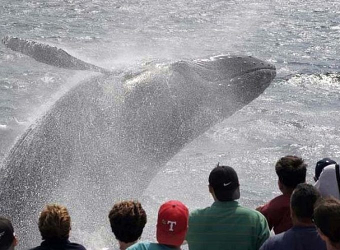 Whale Watching Tour in Gloucester