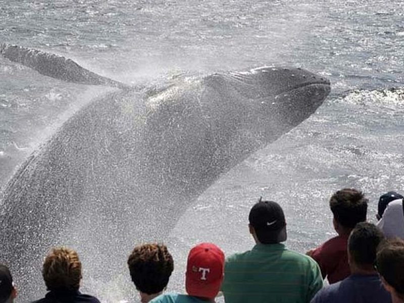 Whale Watching Tour in Gloucester