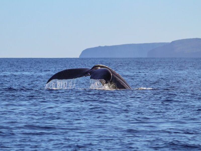 Luxury Catamaran Whale Watch Sail in Maui