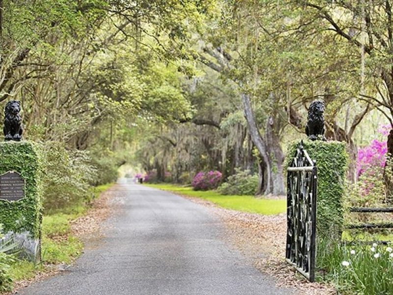 Private Chauffeur & Admission to Middleton & Magnolia Plantation + Box Lunch