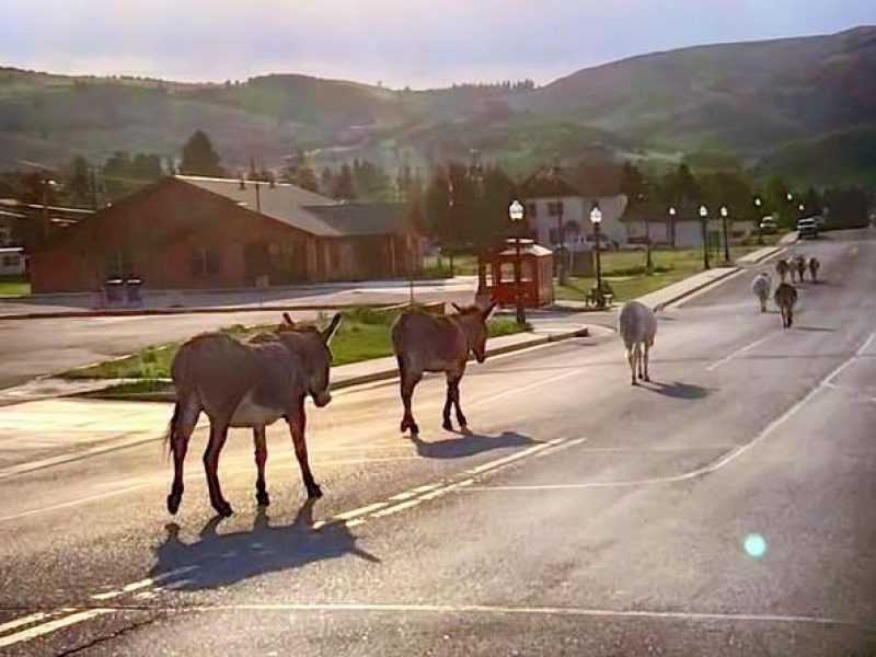 Gold Belt Scenic Byway Jeep Tour from Cañon City